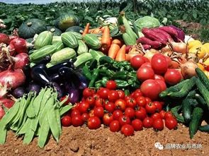 農(nóng)產(chǎn)品賣(mài)不動(dòng)？直供直銷(xiāo)新鏈路模式破解蔬菜滯銷(xiāo)難題